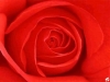 A rose For Heather Avatar10
