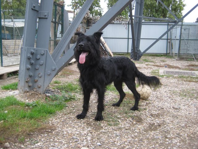 DISCO( Puce N°250269200148614), croisé briard noir, 1 ans et demi : en refuge depuis lontemps (94) Disco10