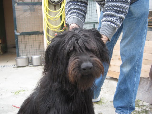 DISCO( Puce N°250269200148614), croisé briard noir, 1 ans et demi : en refuge depuis lontemps (94) Disco110