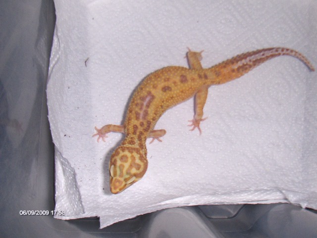 mes gecko 00410