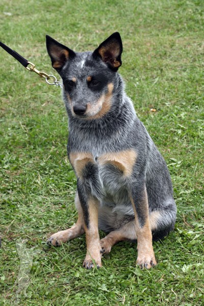 Australian Cattle Dog Cattle10