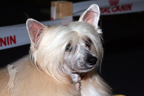 Chinese Crested Dog Img_9011