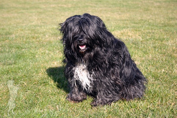 Tibet Terrier Tibi110