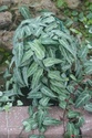 Vends plantes pour murs végétaux Cissus10