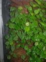 Vends plantes pour murs végétaux Ficus_11