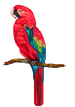Catholic Parrots Parrot14