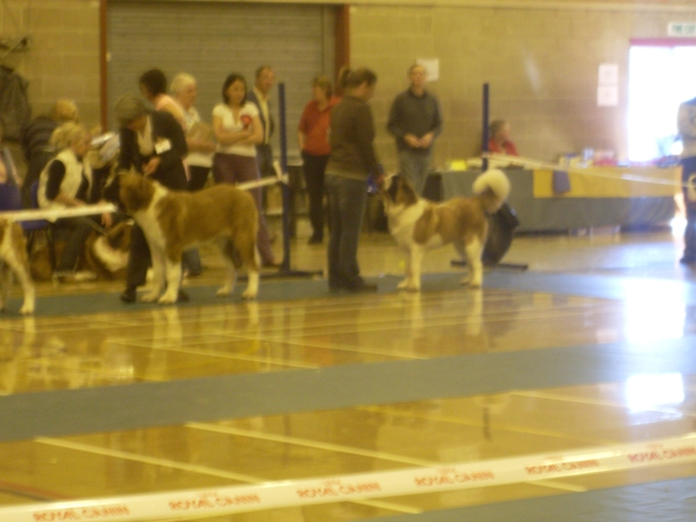 united st bernard club ch show 26/09/09 Sl386010