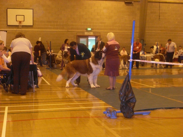 united st bernard club ch show 26/09/09 Sl386011