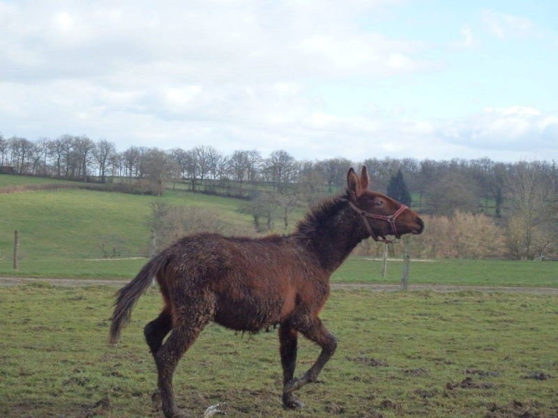 FALBALA - ONC mule née en 2015 - adoptée en juillet 2016 par Thierry Falbal10