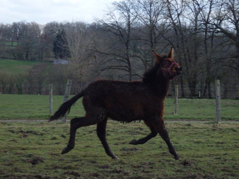 FALBALA - ONC mule née en 2015 - adoptée en juillet 2016 par Thierry Falbal11