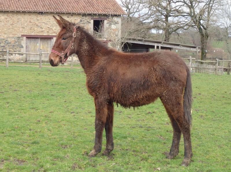 FALBALA - ONC mule née en 2015 - adoptée en juillet 2016 par Thierry P2250113