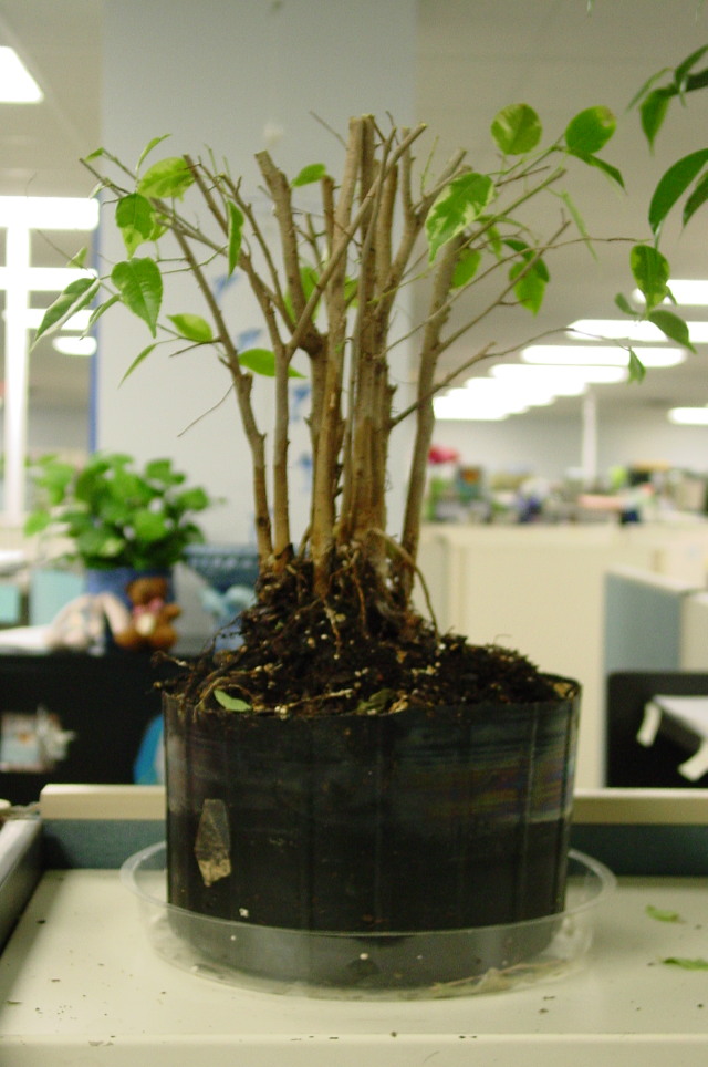 Ugly Office Ficus Experiment #1 Dsc06513