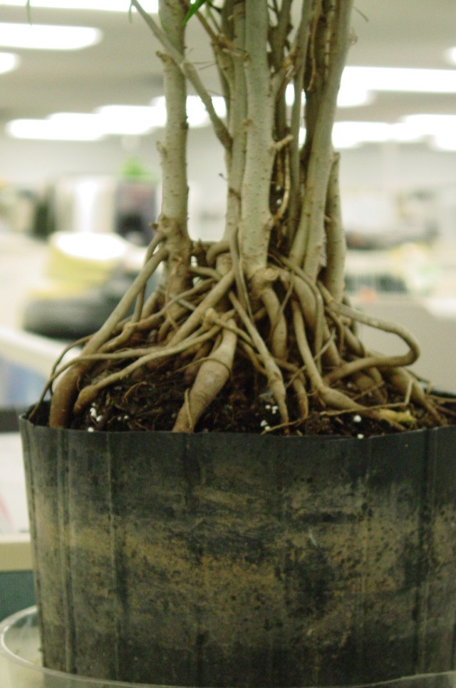 Ugly Office Ficus Experiment #1 Dsc06514