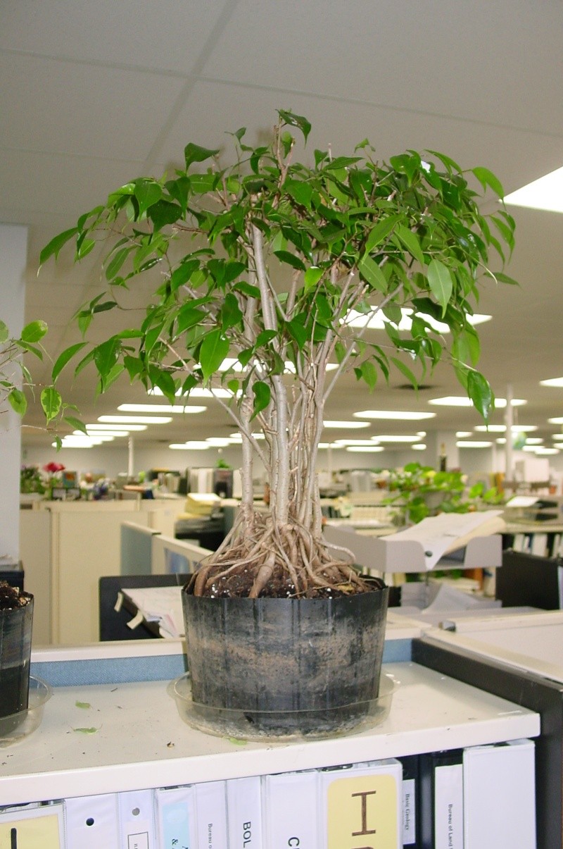 Ficus nebari development - Page 2 Dsc06515