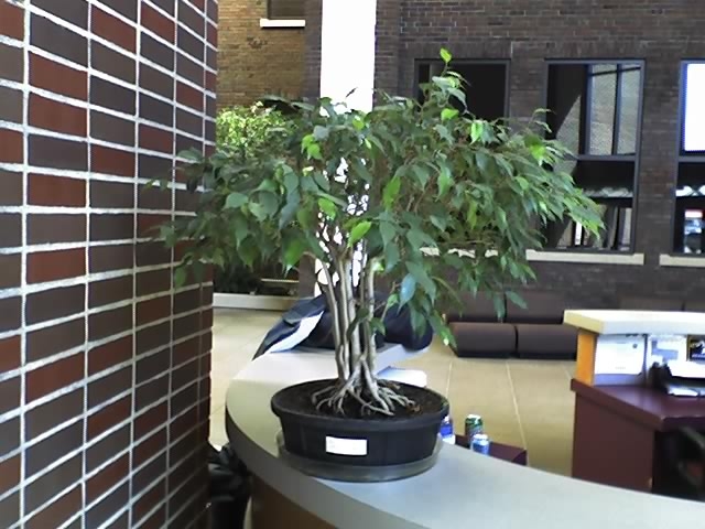 Ugly Office Ficus Experiment #1 New_im10