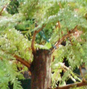 Taxodium distichum, Bald Cypress P8130013