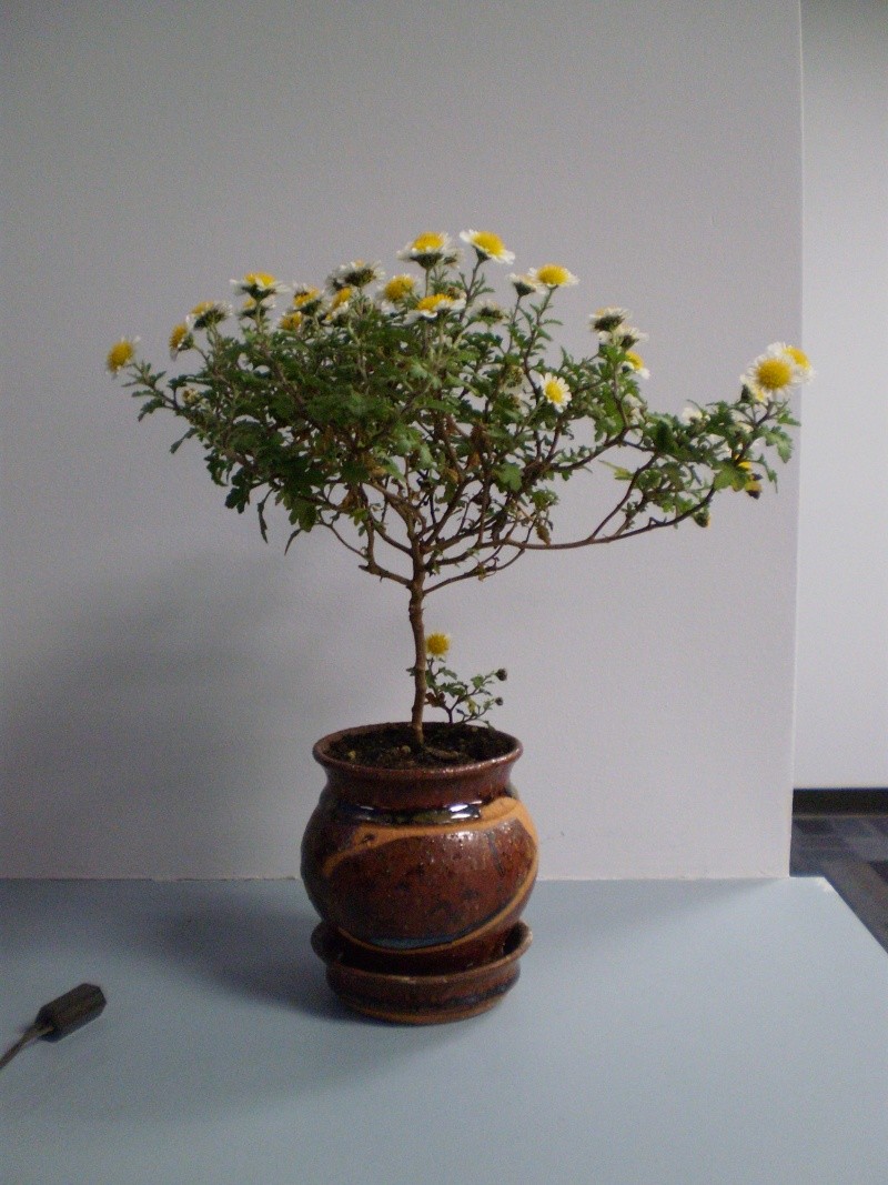 Advice needed for two Japanese Chrysanthemums Pa300112