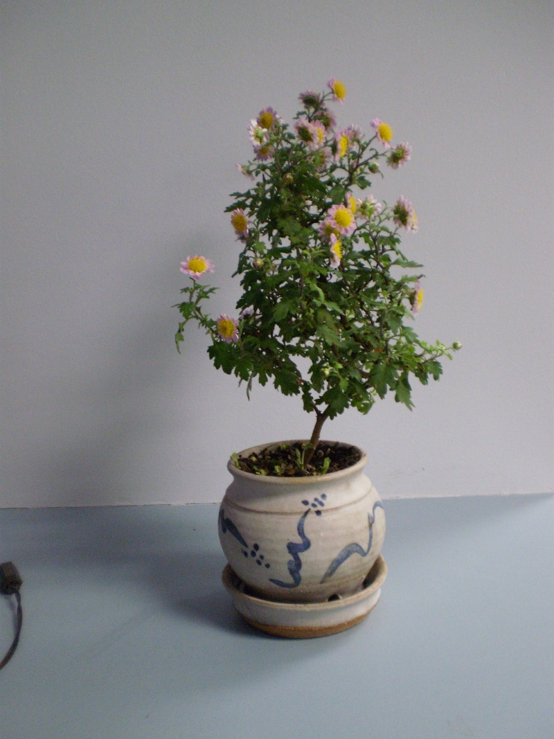 Advice needed for two Japanese Chrysanthemums Pa300113