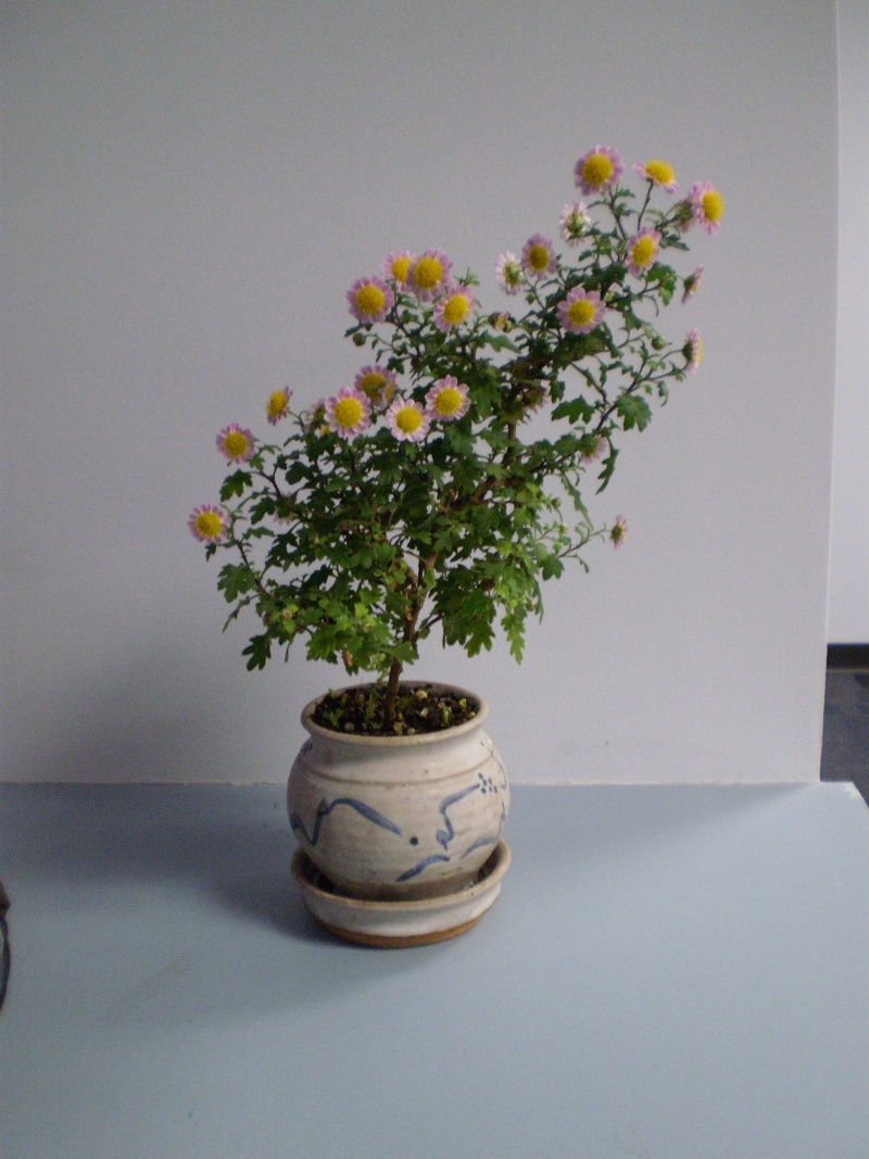Advice needed for two Japanese Chrysanthemums Pa300114