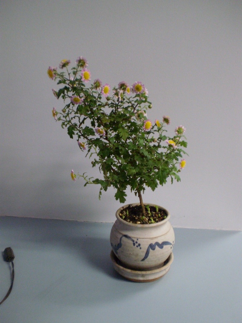 Advice needed for two Japanese Chrysanthemums Pa300115
