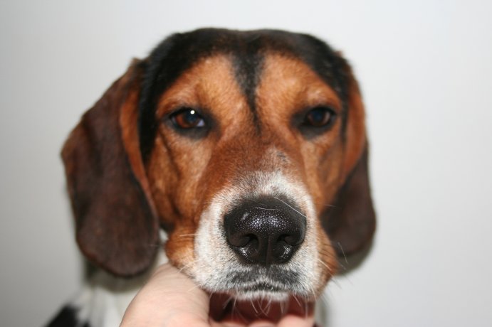 BEN, beagle mâle, 3 ans (85) Img_1611