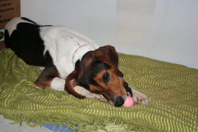 79 -  BENn beagle male 2 ans et demi environ en FA Img_1613