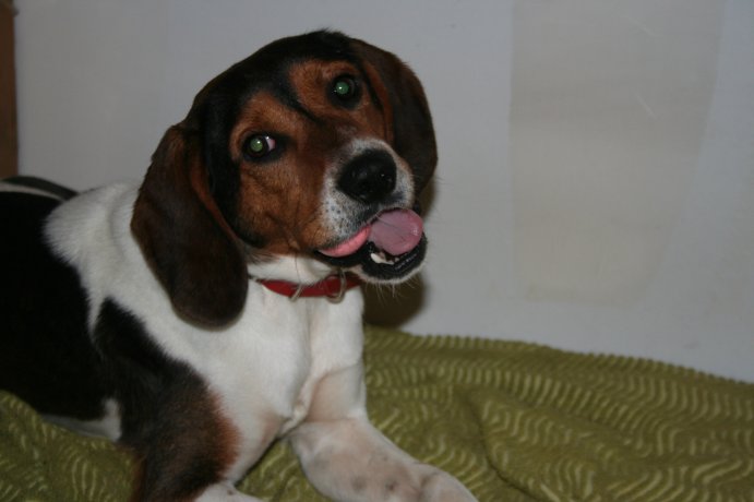 79 -  BENn beagle male 2 ans et demi environ en FA Img_1614