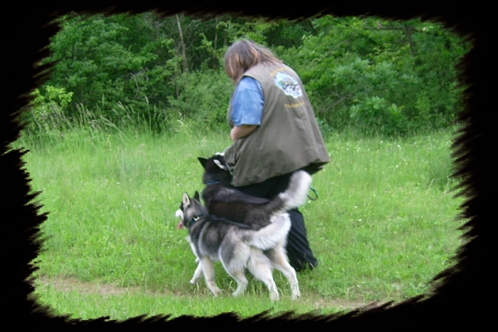 Fotos von euren Gespannen und anderem Hundesport 411