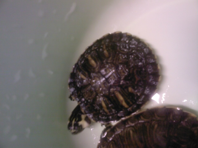 ma tortue a 2 petites boules au niveau de la bouche... Photo020