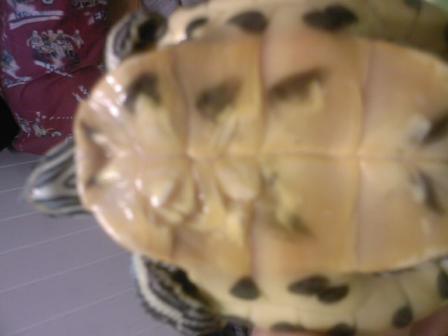 ma tortue a 2 petites boules au niveau de la bouche... Photo021