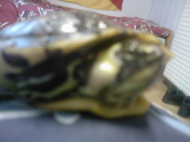 ma tortue a 2 petites boules au niveau de la bouche... Photo023