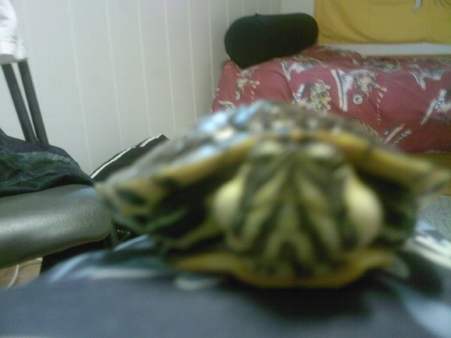 ma tortue a 2 petites boules au niveau de la bouche... Photo024
