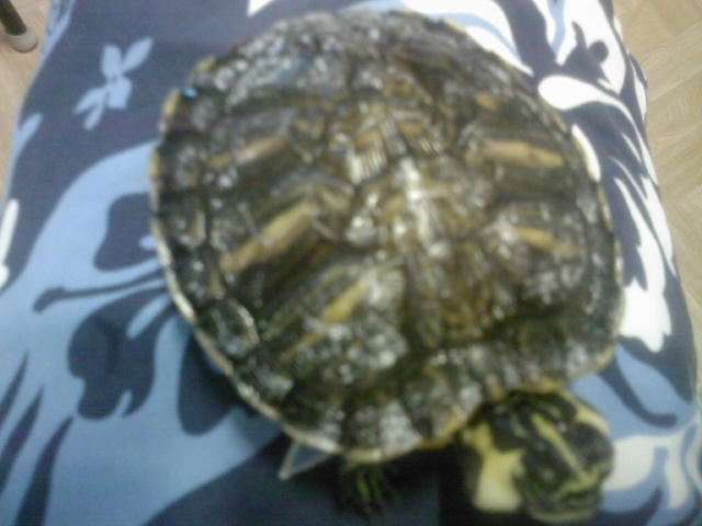 ma tortue a 2 petites boules au niveau de la bouche... Photo026