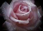 Rosas Bg_63110