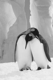 Pingüinos Pingui10
