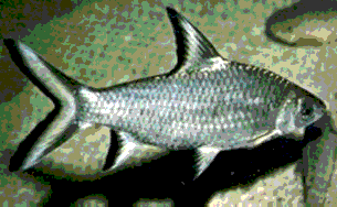 Balantiocheilus melanopterus ( requin d'argent ) Trioco10