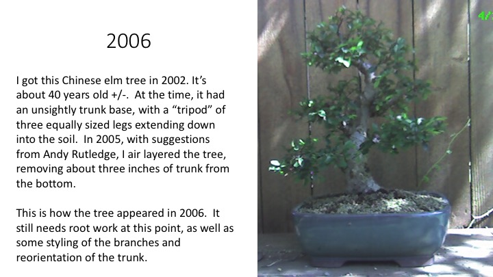 Eleven Year Report on a Chinese Elm. Slide111