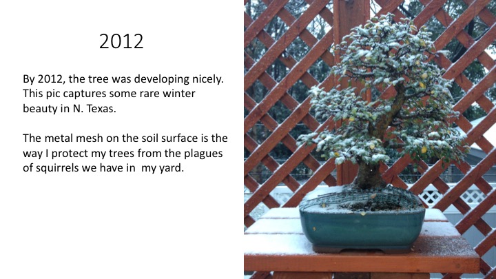 Eleven Year Report on a Chinese Elm. Slide310