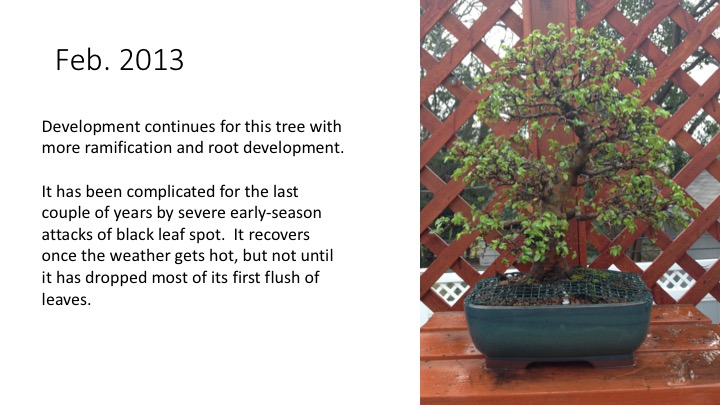 Eleven Year Report on a Chinese Elm. Slide410