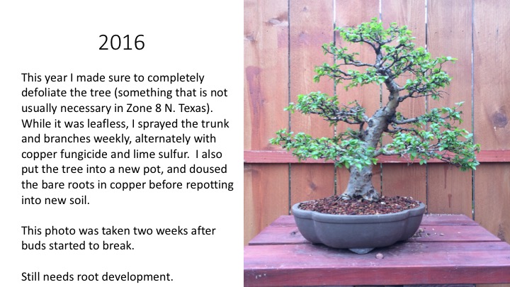 Eleven Year Report on a Chinese Elm. Slide510