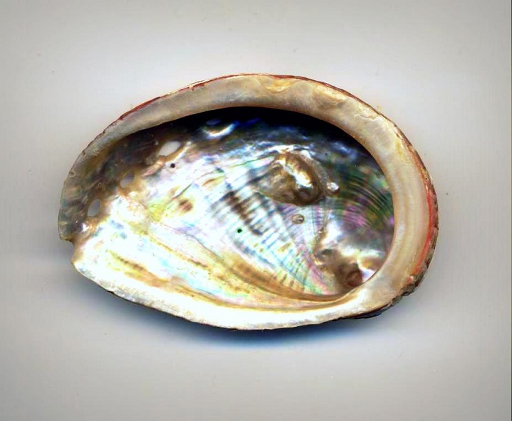 Perle haliotis speciosa Perle_10