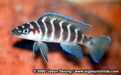 August Fish Of The Month     - Neolamprologus cylindricus Ncycli11