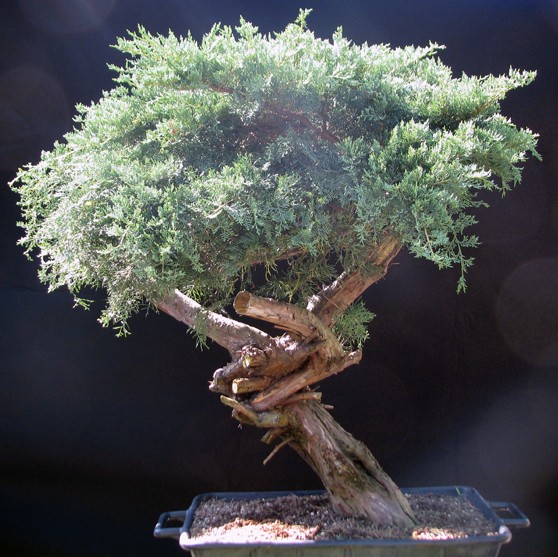 Urban Yamadori Pred111