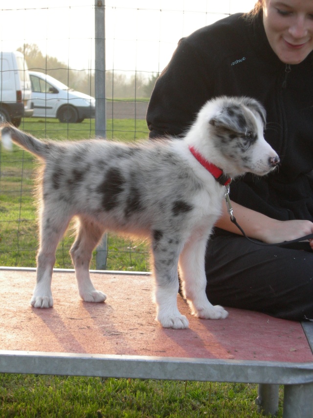 Le chiot de Charlotte.... - Page 2 Dscn5512