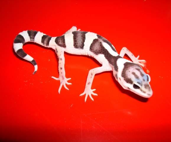 j'ai enfin reussi a avoir des femelles pour mon gecko (eublepharis macularius) 53117910
