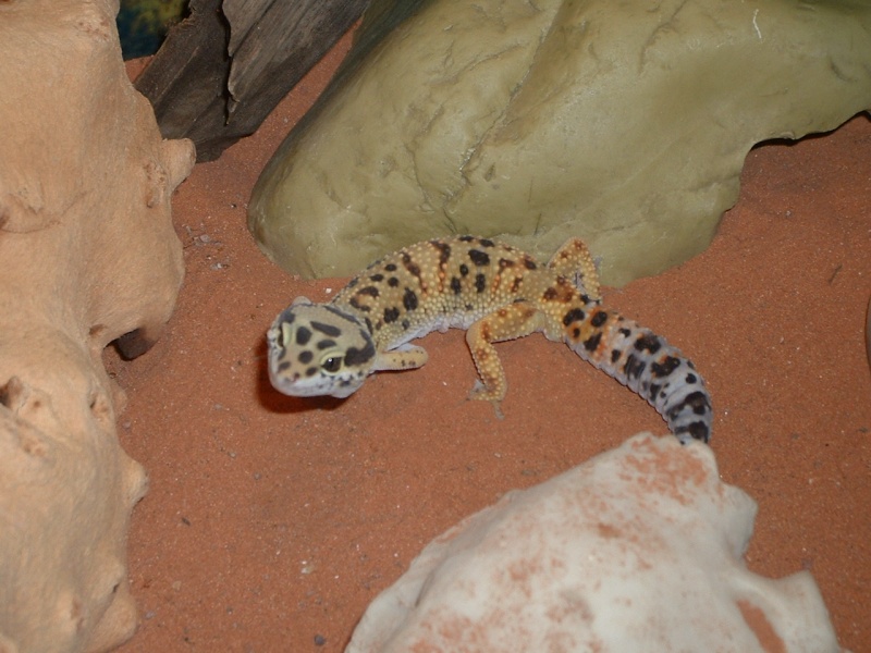 mes geckos leopard Dscf0014