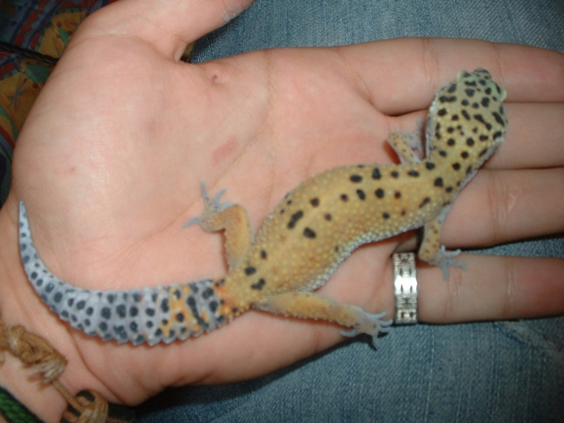 gecko leopard HELP!!! Dscf0022