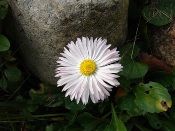 ..Flower Power, ftw... Daisy10