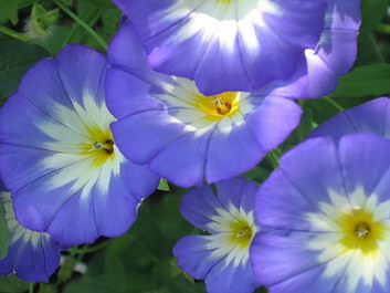 ..Flower Power, ftw... Violet10