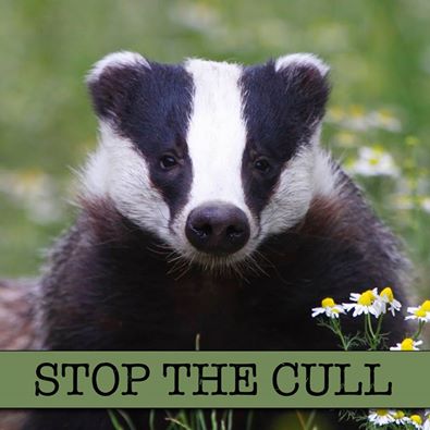 Badger Cull Protest - Page 17 Stop_t10